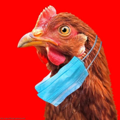 птичий грипп - фото - 1